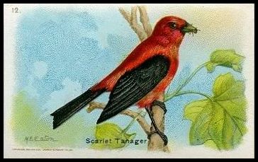 12 Scarlet Tanager